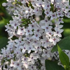 Syringa chinensis Bicolor