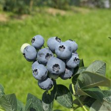 Vaccinium corymbosum Bluegold