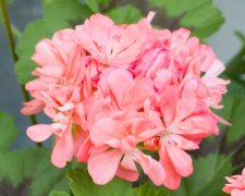 Dekorativpelargon, kruka, Boniface Butterfly