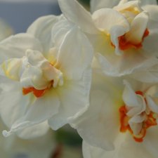 Narcissus medi. Bridal Crown