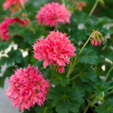 Dvärg-stjärnpelargon Bronze Butterfly, kruka