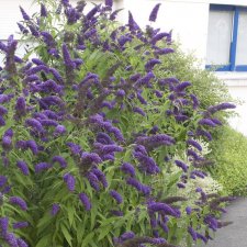 Buddleja davidii Adokeep ®