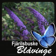 Buddleja davidii Blåvinge, Syrenbuddleja, Fjärilsbuske, C5