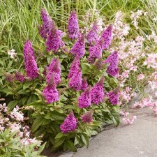 Buddleja davidii Butterfly Candy ® Little Cerise