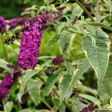 Buddleja davidii Harlequin, Syrenbuddleja, Fjärilsbuske, busk C2