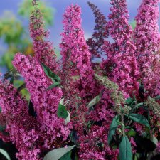 Buddleja davidii Pink Delight, Syrenbuddleja, Fjärilsbuske