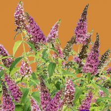 Buddleja davidii Trippy Pink