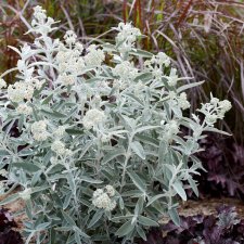 Buddleja davidii Silver Anniversary ® (Morning Mist ®), Syrenbuddleja, Fjärilsbuske, 30-40 C3
