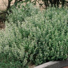 Calamintha nepeta Nepeta, Stenkyndel, P9cm