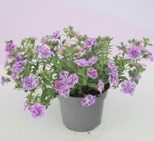 Småpetunia, Million Bells, Stickling 3-pack