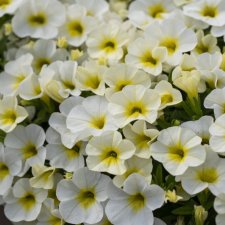 Småpetunia, Million Bells, Stickling 3-pack