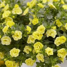 Småpetunia, Million Bells, Stickling 3-pack