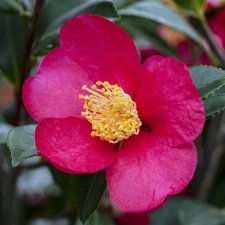 Camellia x vernalis Yuletide