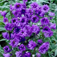 Campanula trachelium Bernice, Nässelklocka, SQ1