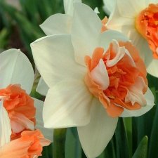 Narcissus inco. Candy Princess