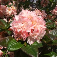 Rhododendron luteum Cannon´s Double