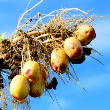 Sättpotatis Carolus 1kg Ekologisk