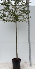 Carpinus betulus