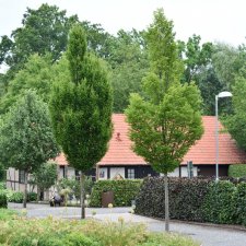Carpinus betulus Fastigiata, Pyramidavenbok