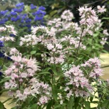 Caryopteris x clandonensis Stephi ®