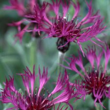Centaurea montana Jordy, Bergklint, P9cm