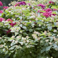 Cephalanthus occidentalis, Bollbuske