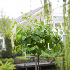 Cercidiphyllum japonicum Glowball ®, Klotkatsura, 120 stam C7,5