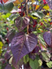 Cercis canadensis Red Force
