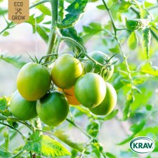 Tomat, Körsbärs-, Green Grape, Ekologisk