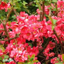 Chaenomeles x superba Pink Lady, Hybridrosenkvitten, 30-40 C2,5