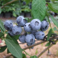 Vaccinium corymbosum Chanticleer