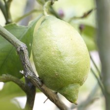 Citrus medica, Suckatcitron/Cedrat