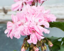 Dvärgpelargon, kruka, Claydon