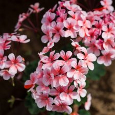 Äggskals-miniatyrpelargon, Clown, kruka