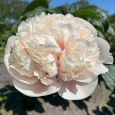 Paeonia lactiflora Colonel Owens