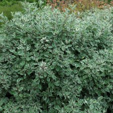 Cornus alba Sibirica Variegata, Korallkornell, Rysk Kornell