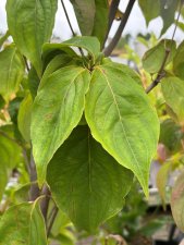 Cornus kousa Hyperion ®, Koreansk Blomsterkornell
