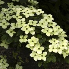 Cornus kousa Schmetterling