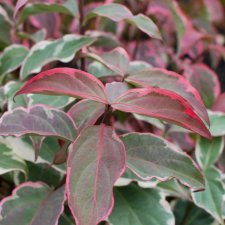 Cornus kousa Shira Yuki, Koreansk Blomsterkornell