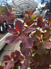 Cotinus coggygria Magical Red Fountain ®