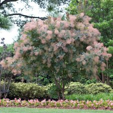 Cotinus coggygria Grace, Perukbuske