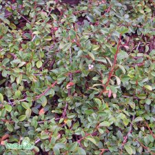 Cotoneaster radicans Eichholz, Krypoxbär, 30-40 C1,5