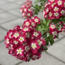 Crataegus x media Crimson Cloud