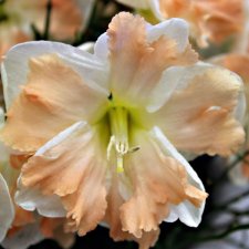 Narcissus inco. Cum Lauder