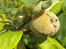 Cydonia oblonga Riesenquitte von Leskovac, Äpplekvitten/Kvitten