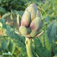 Cynara scolymus, Kronärtskocka, SQ2