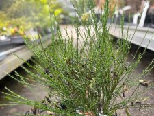 Cytisus Red Lion, Praktginst