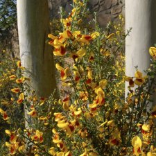 Cytisus scoparius f. andreanus