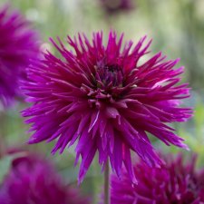 Dahlia x pinnata Ambition