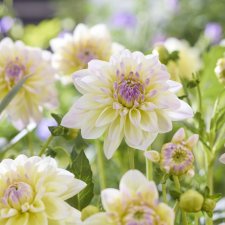 Dahlia x pinnata Aquarella